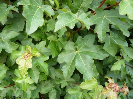 1 Meter Fertighecke+1J aus Feldahorn (Acer campestre)