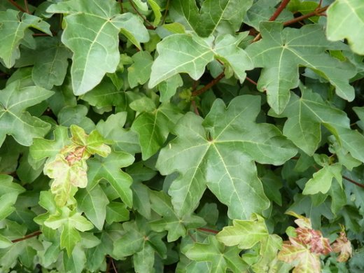 Feldahorn, Ahorn (Acer campestre) im Container, 50-80cm