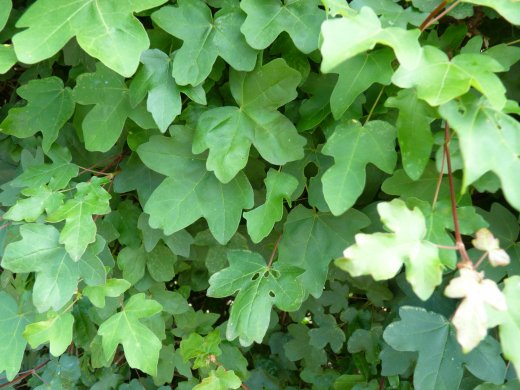 Acer campestre/Feldahorn, Wurzelware, 80 cm bis 100 cm
