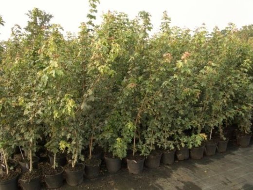 Acer campestre (Feldahorn), im Container