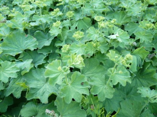 Frauenmantel, Alchemilla mollis im P9 (0,5L) Topf