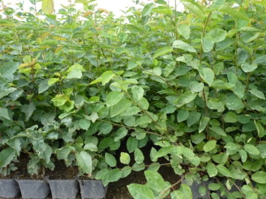 Kupfer-Felsenbirne Amelanchier lamarckii im Container