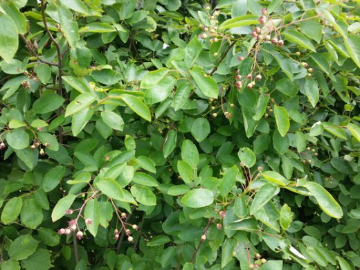Kupfer-Felsenbirne Amelanchier lamarckii im Container