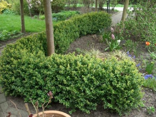 Buchsbaum (Buxus sempervirens) im Container, 50-60cm