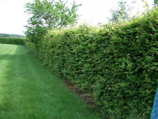 Carpinus betulus/Hainbuche im Container Carpinus betulus/Hainbuche im Container