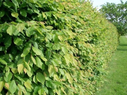 Hainbuche, Weißbuche (Carpinus betulus) im Container, 150-175cm Hainbuche, Weißbuche (Carpinus betulus) im Container, 150-175cm