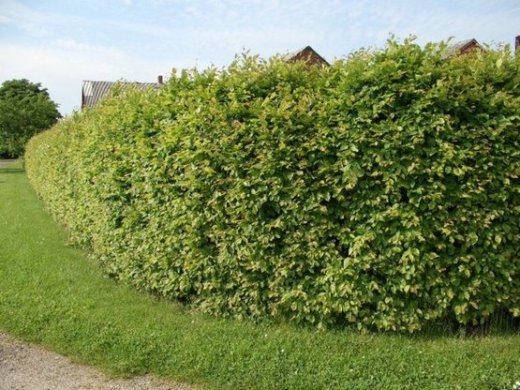 Hainbuche, Weißbuche (Carpinus betulus) im Container, 30-50cm
