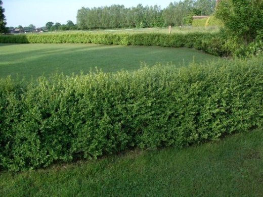 Buxus sempervirens/Buchsbaum, Containerpflanze Buxus sempervirens/Buchsbaum, Containerpflanze
