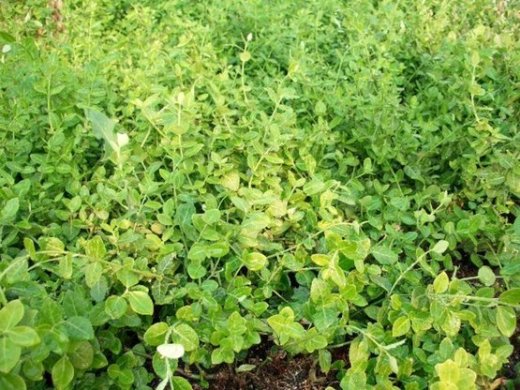 Spindelstrauch Kriechsp. Pfaffenhütchen Euonymus f. radicans