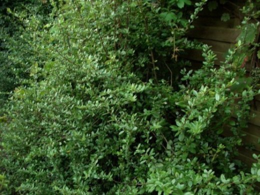 Feuerdorn (orange, Pyracantha Orange Glow)