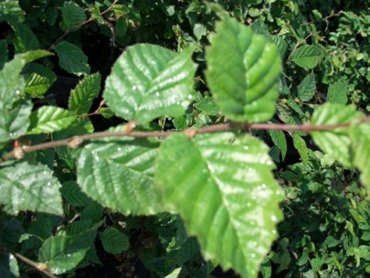 Hainbuche, Weißbuche (Carpinus betulus) im Container, 80-100cm