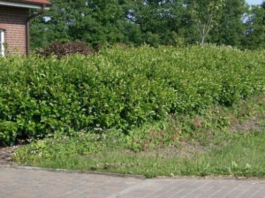 Kirschlorbeer Etna (Prunus lauroc. Etna) im 7,5L Container, 80-100cm