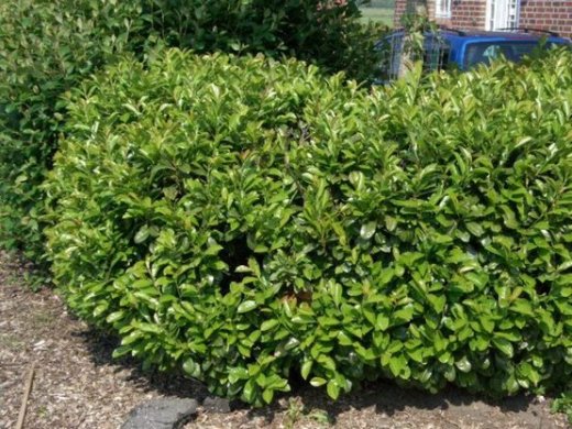 Kirschlorbeer Etna (Prunus lauroc. Etna) im Container, 60-80cm