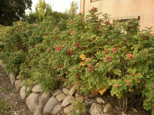 Heckenrose (Rosa rugosa) im C3 Container, 40-60 cm groß