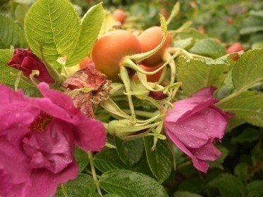 Rosa rugosa/Heckenrose im Container (diverse Größen)