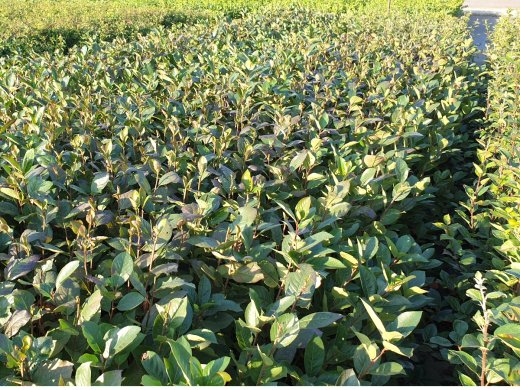 Schwarze Apfelbeere (Aronia melanocarpa ), 50-80 cm groß