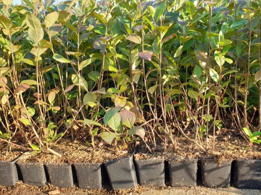 Schwarze Apfelbeere (Aronia melanocarpa ), 50-80 cm groß