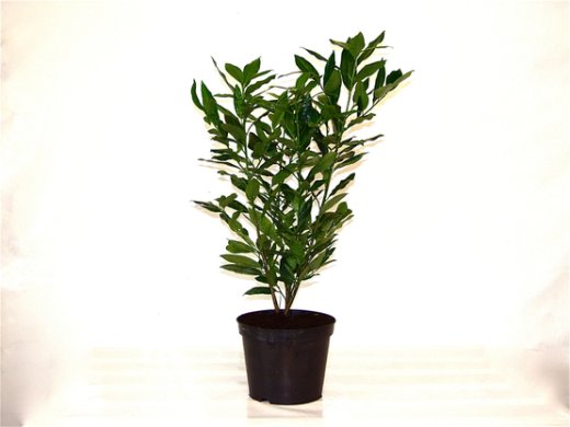 Kirschlorbeer Herbergii (Prunus laurocerasus) im Container, 80-100 cm