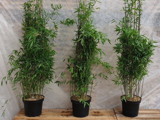 Bambus Fargesia nitida Black Pearl im Container Bambus Fargesia nitida Black Pearl im Container