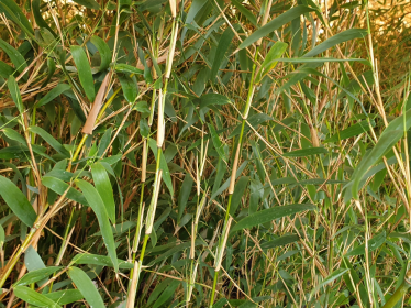 Bambus Fargesia Ivory Ibis (Elfenbeinbambus)