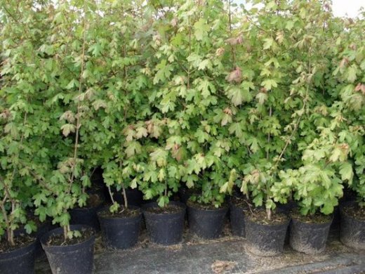 Feldahorn, Ahorn (Acer campestre) im Container, 125-150cm