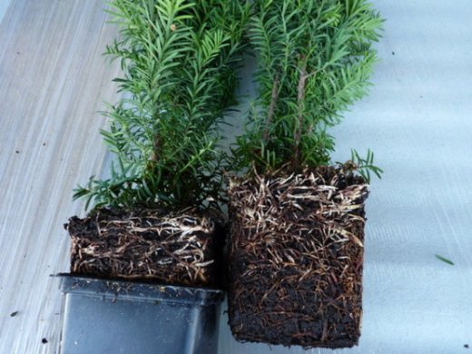 Taxus media hillii (männliche Bechereibe), 40-60 cm groß