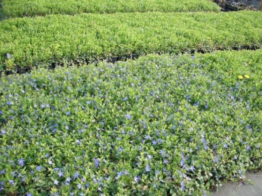 Kleines Immergrün (Vinca minor) im P9 Topf, 5-7 Triebe