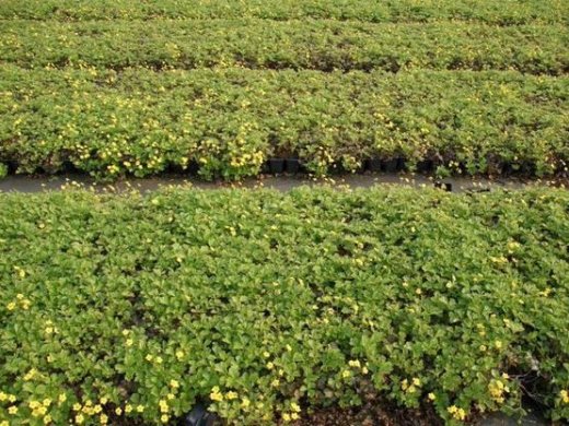 Waldsteinia ternata (Golderdbeere)