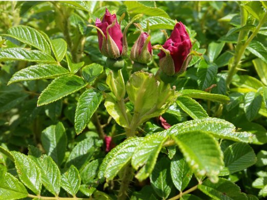 Strauchrose / Beetrose Rosa Rugosa Rotes Meer im 1L Container