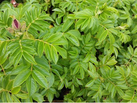 Strauchrose / Beetrose Rosa Rugosa Rotes Meer im 1L Container
