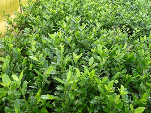 Kirschlorbeer Diana (Prunus laurocerasus Diana), 80-100cm, Container