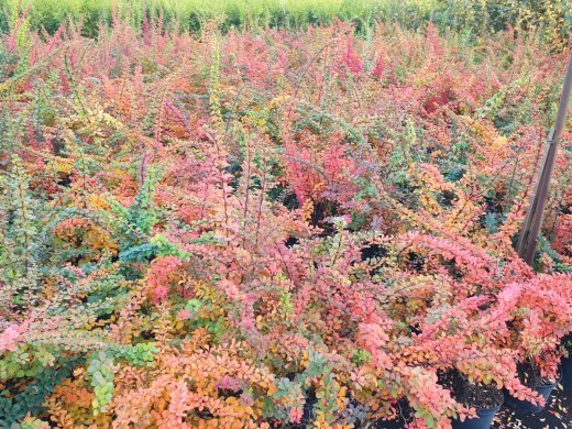 Grüne Hecken-Berberitze Berberis thunbergii, 60-100 cm groß im 3L Topf