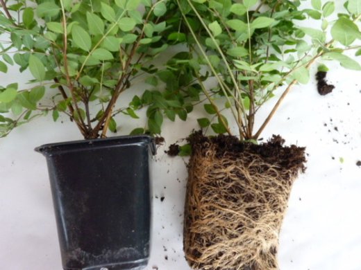 Niedrige Purpurbeere (Symphoricarpos chenaultii Hancock)