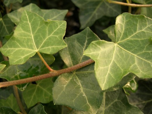 Hedera Helix/Efeu, gestäbt, 100-125 groß, im 1L Container