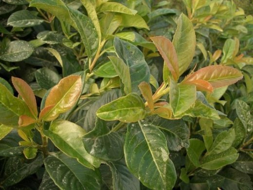 Kirschlorbeer Etna (Prunus lauroc. Etna) im Container, 40-60cm