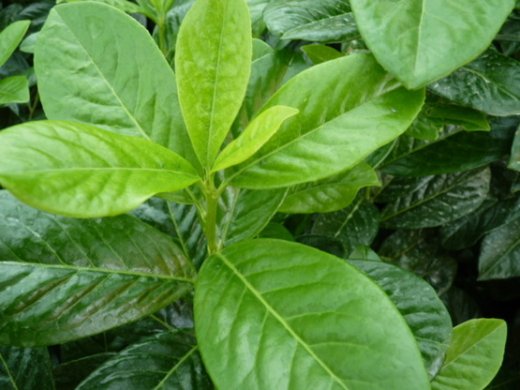 Kirschlorbeer Novita (Prunus laurocerasus) im Container, 80-100cm