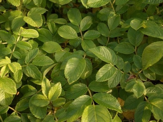 Heckenrose (Rosa rugosa) im 1L Container, 30-40 cm groß