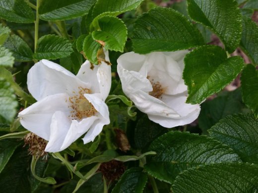 Weiße Heckenrose (Rosa rugosa alba) im 3L Container, 60-100cm groß
