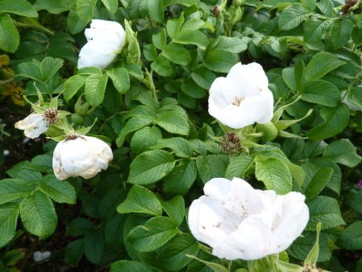 Weiße Heckenrose (Rosa rugosa alba) im C3 Container, 40-60 cm groß