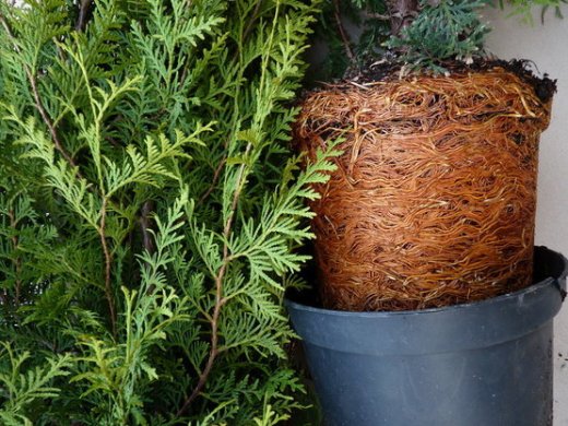 Thuja brabant Lebensbaum (Thuja occ. brabant) im Container, 60-80cm