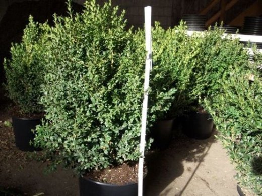 Buchsbaum (Buxus sempervirens) im Container, 50-60cm