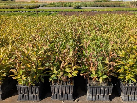 Esskastanie - Castanea sativa