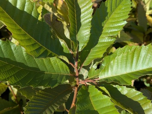 Esskastanie - Castanea sativa
