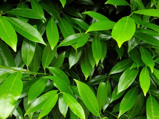 Prunus laurocerasus Caucasica / Hecken-Kirschlorbeer im Container