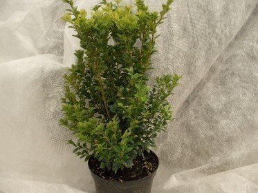 Buxus sempervirens/Buchsbaum 20-30