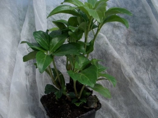 Pachysandra Terminalis (Dickmännchen, Schattengrün)