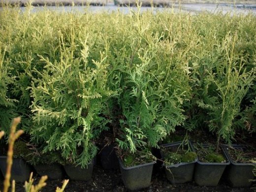 Thuja occidentalis Columna (Lebensbaum), im P9 (0,5L) Topf, 30-40cm groß Thuja occidentalis Columna (Lebensbaum), im P9 (0,5L) Topf, 30-40cm groß