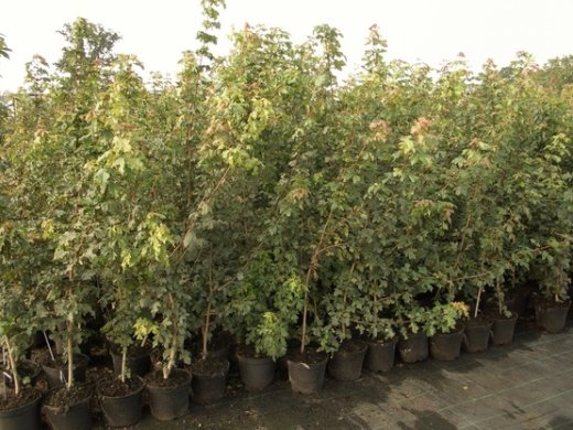 Feldahorn, Ahorn (Acer campestre) im Container, 100-125cm