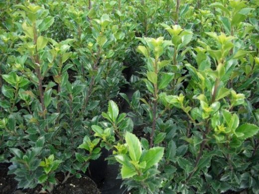 Ilex Heckenstar/Stechpalme im Container