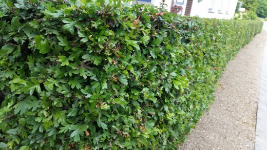Weißdorn (Crataegus monogyna), 60-100 cm groß (3L Topf)